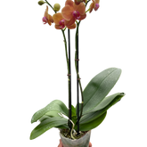 Orchid 'Orange Phalaenopsis'