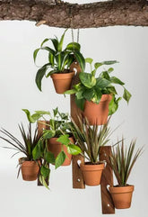 6 Pot Hanging Plant Holder