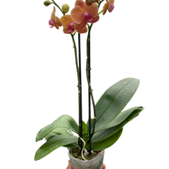 Orchid 'Orange Phalaenopsis'