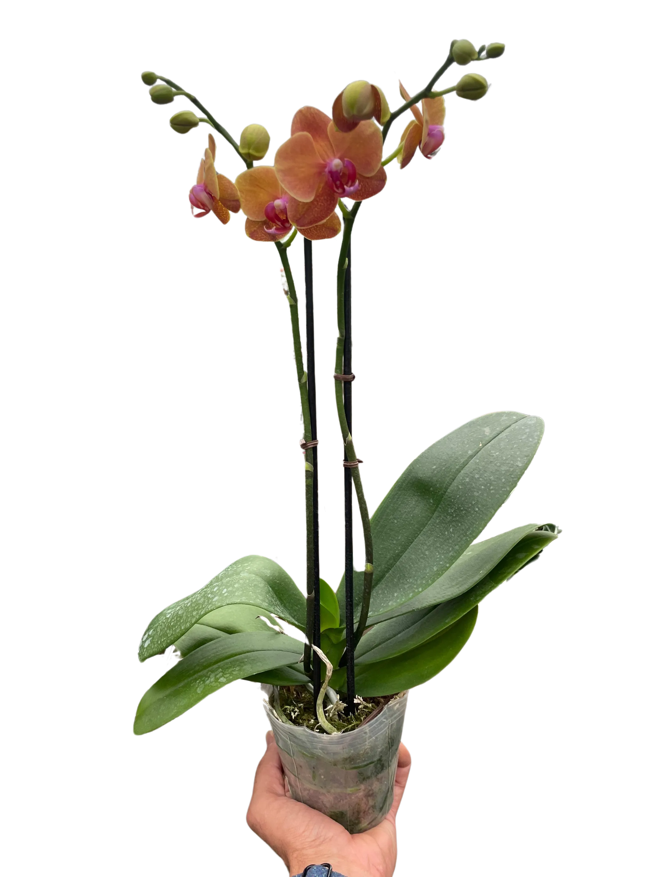 Orchid 'Orange Phalaenopsis'