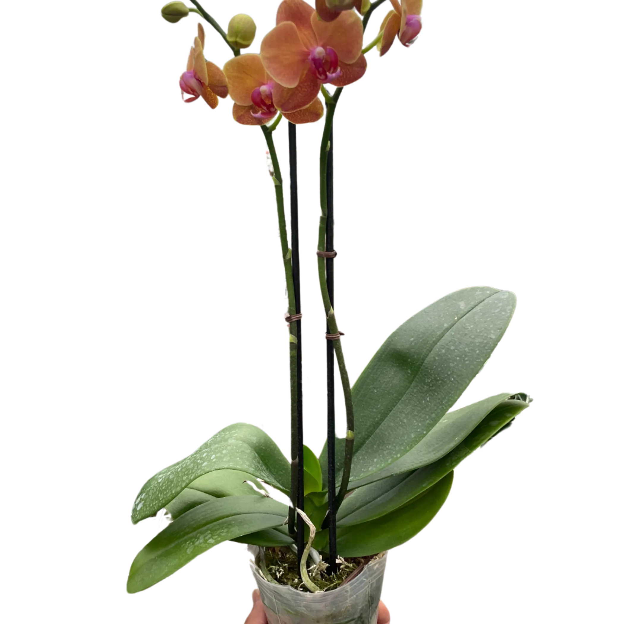 Orchid 'Orange Phalaenopsis'